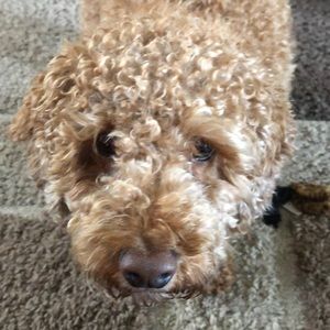 Meet your Posher, Kara